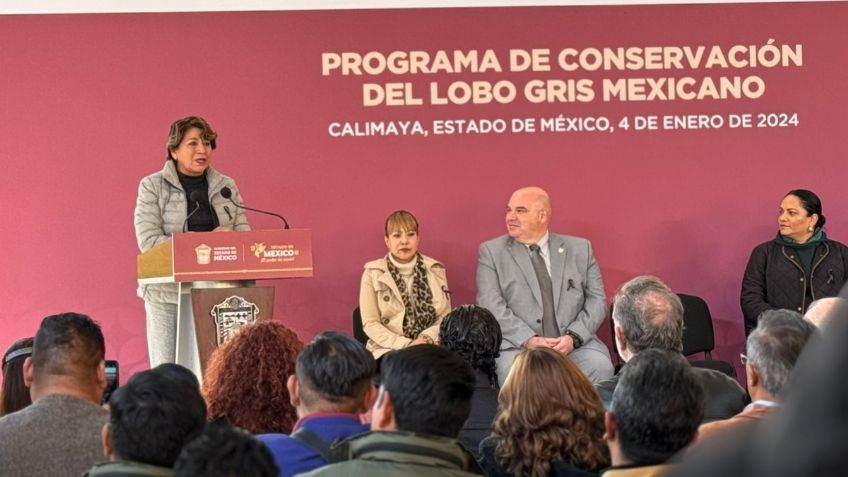 Edomex y EU colaboran para proteger al lobo gris mexicano: Delfina Gómez celebra el envío del primer ejemplar