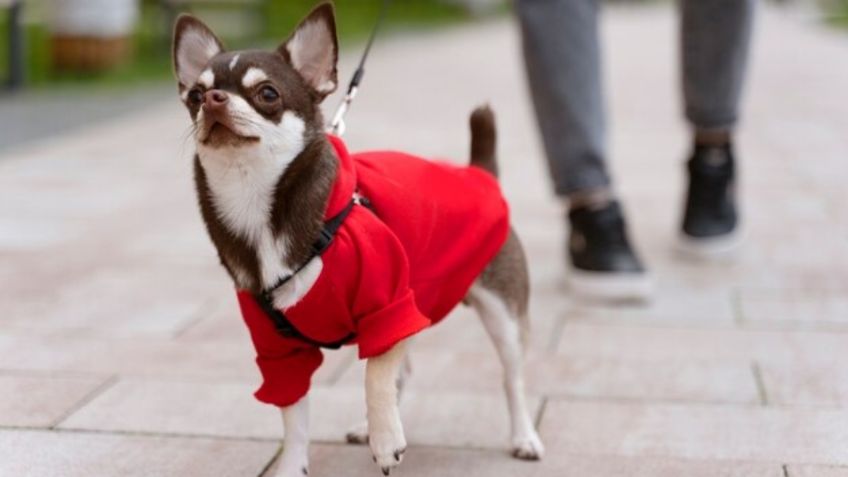 El tianguis de la CDMX donde puedes comprar ropa para tus perros y gatos a un precio regalado