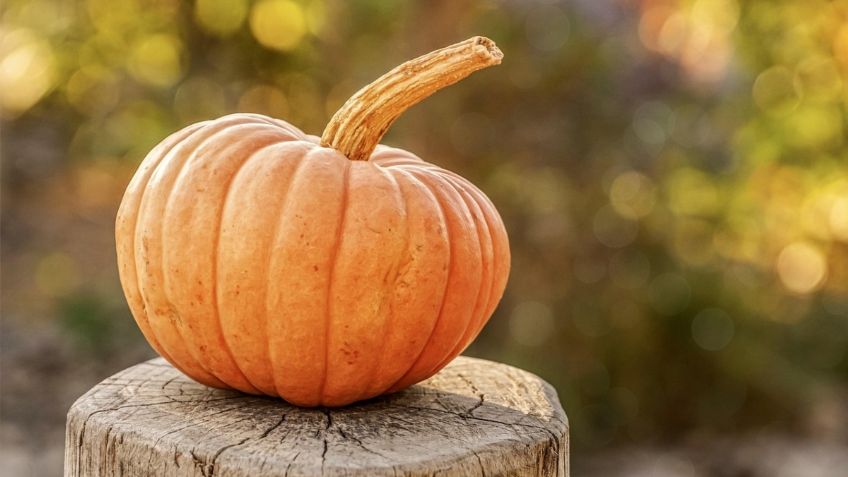 Sencilla forma de germinar semillas de calabaza usando solo la cascara