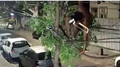 VIDEO: hombre escala poste de luz y es captado robando cables, termina cayendo desde 3 metros