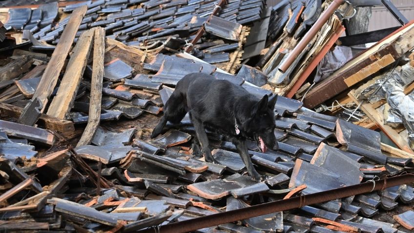 FOTOS: Elsa la perrita rescatista que busca desaparecidos tras terremoto de 7.9 en Japón