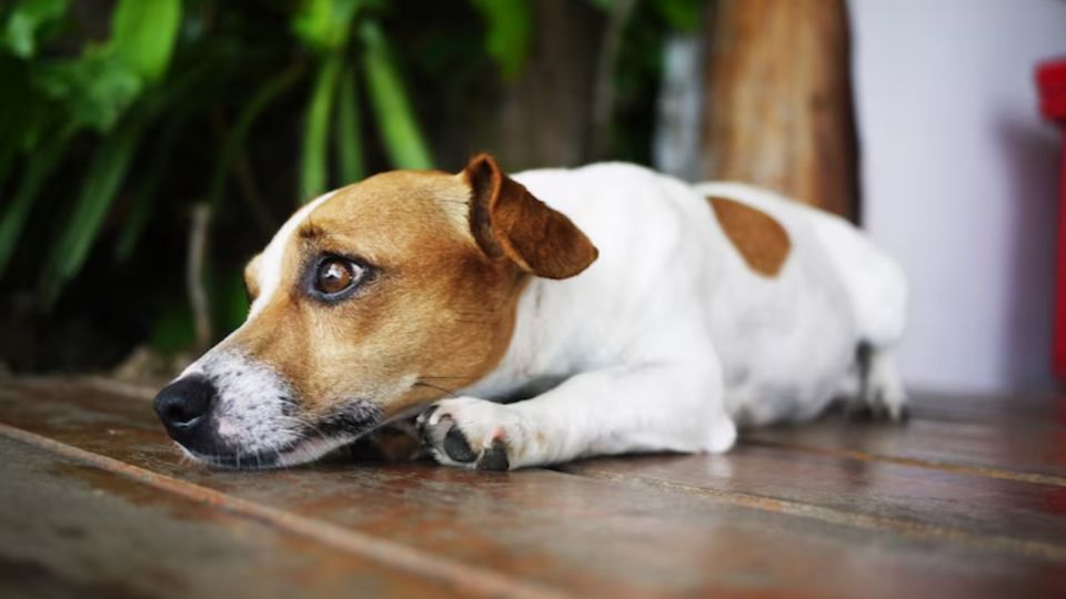 Descubre los hábitos de los perros cuando fallecen sus dueños