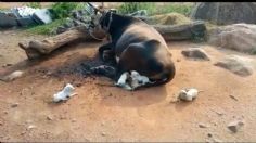 VIDEO: Vaca conquista el Internet al salvar a siete perritos, ahora será su madre adoptiva