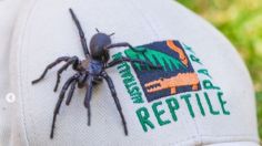 Australia registra la araña más venenosa del mundo, capaz de perforar tu uña