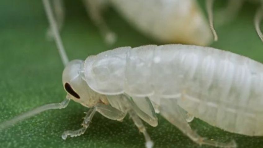 Descubre lo que sucede si no eliminas las cucarachas blancas de tu cocina