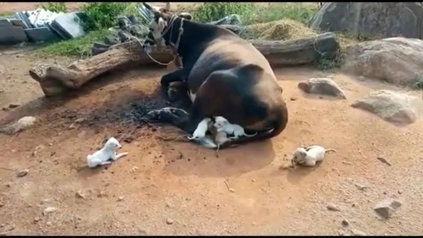 VIDEO: Vaca conquista el Internet al salvar a siete perritos, ahora será su madre adoptiva