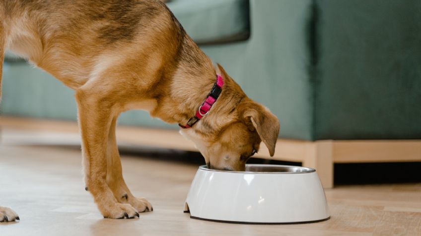 ¿Por qué mi perro se lleva su comida para comerla en otro lugar?