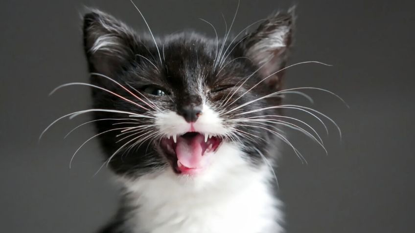 Este es el mágico significado de los bigotes de gato