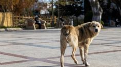 Perrito llega con una mano humana en el hocico y encuentran 2 cadáveres