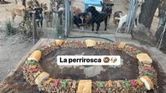 VIDEO: Perritos rescatados de Tlaxcala celebraron el Día de Reyes con una rosca de croquetas