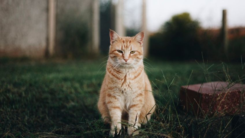 ¿Por qué los gatos saben cómo regresar a su casa después de muchos días?