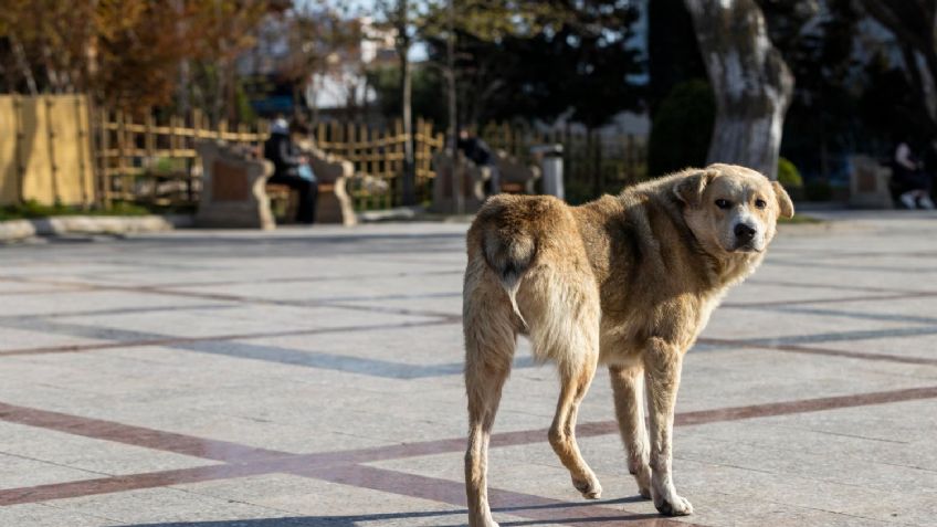 Perrito llega con una mano humana en el hocico y encuentran 2 cadáveres