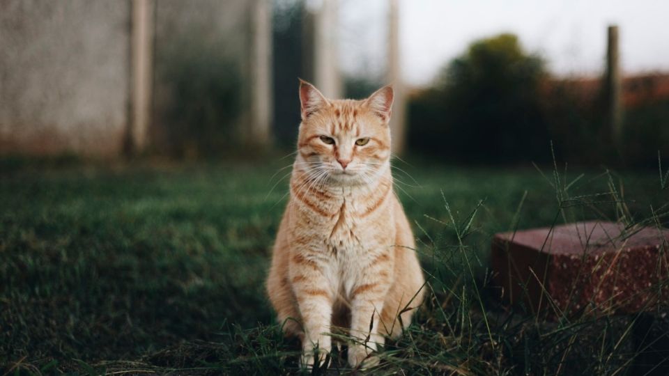 Si tu gato sale por más de 18 horas y no regresa empieza a buscarlo, el tiempo puede ser un factor determinante para encontrarlo 

