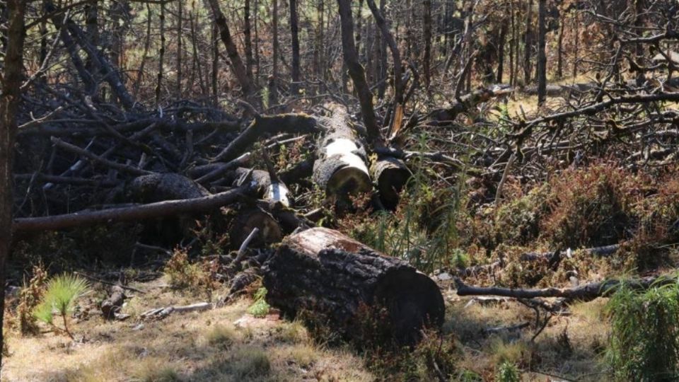 Se establecerán dos fases de acción con la instalación de bases y campamentos de vigilancia