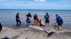 Pobladores auxilian a dos delfines que se quedaron varados en la playa de Yucatán