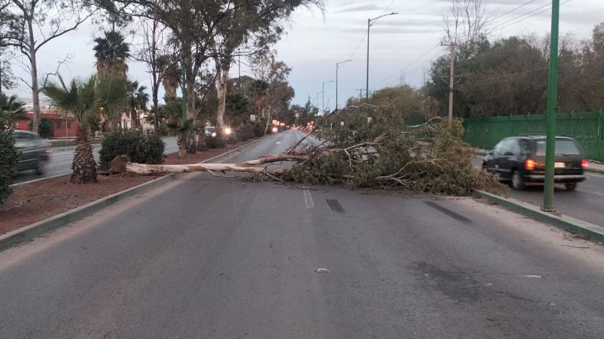 VIDEO: fuertes vientos derriban adornos navideños en el Centro Histórico de San Luis Potosí