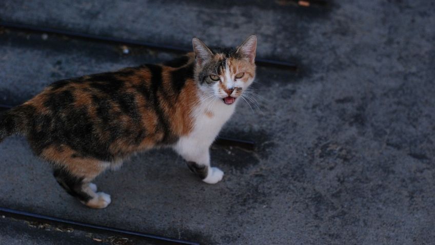 ¿Por qué los gatos maúllan en la noche en las azoteas?