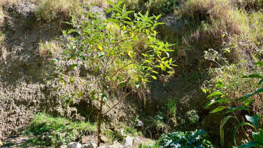 Sedema CDMX destaca recuperación de flora y fauna en Barranca de Tarango