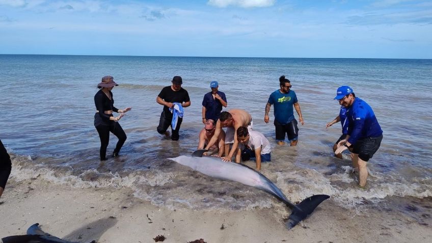 Pobladores auxilian a dos delfines que se quedaron varados en la playa de Yucatán