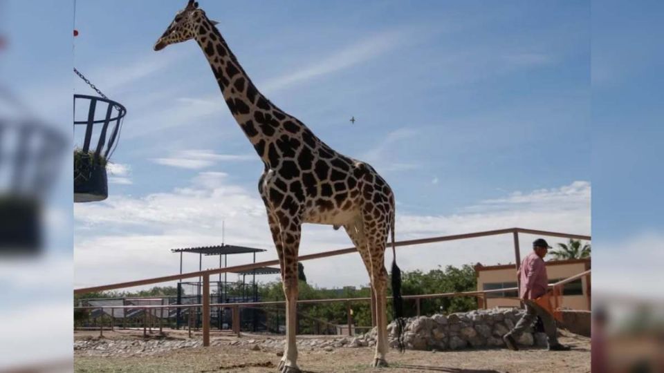 El animal recibirá los cuidados que necesita para tener una vida plena