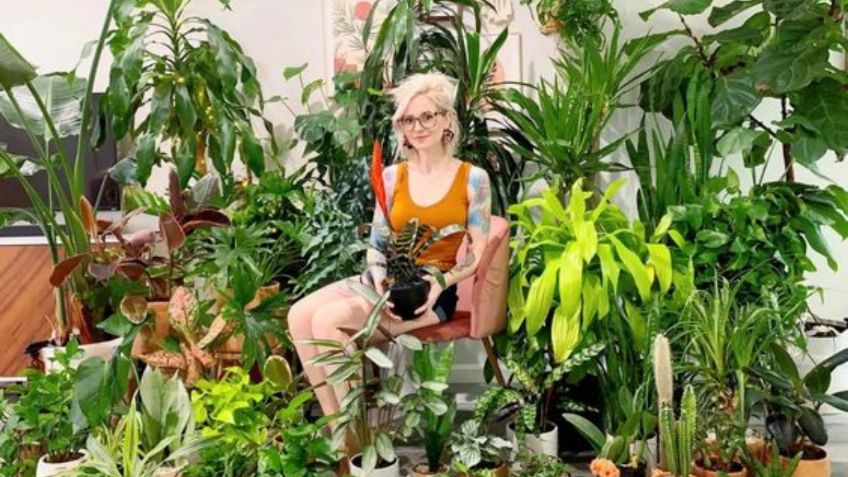 ¿Por qué las plantas de interior se secan de las puntas y cómo prevenirlo?