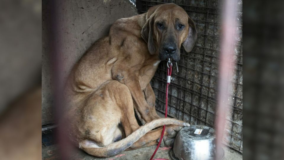 Miles de perros son sacrificados cada año para satisfacer al menguante mercado de carne de can.