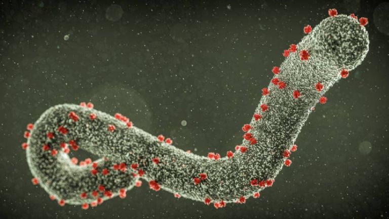 El virus de Marburgo causa dolores intensos en el estómago