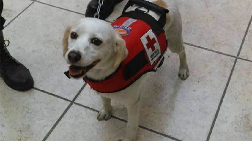 Acusan a la Cruz Roja de San Luis Potosí de maltratar a sus perritos rescatistas: VIDEO