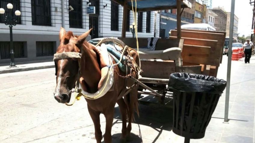 Las carretas jaladas por caballos podrían desaparecer en Tamaulipas