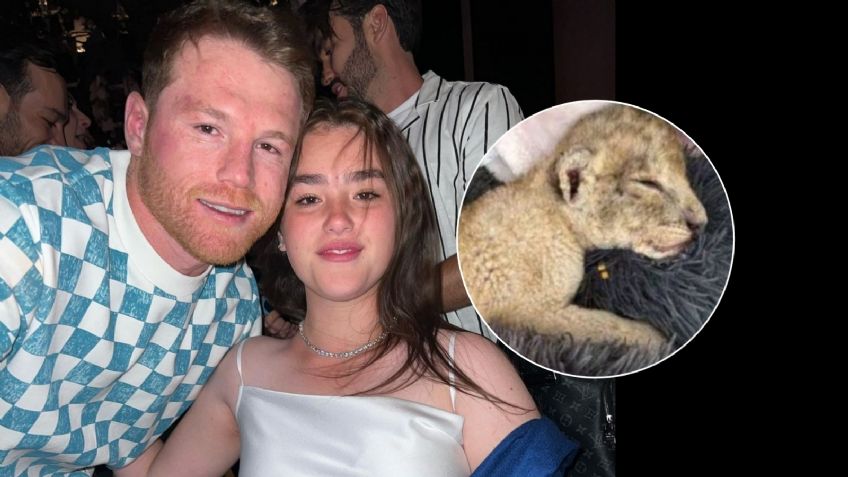 Hija del Canelo presume un león bebé como mascota en las redes sociales, ¿es legal tener animales exóticos?