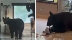 Oso es sorprendido buscando comida dentro de una vivienda en San Pedro, Nuevo León | VIDEO