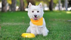 Toma asiento antes de conocer el profundo significado del pañuelo amarillo en las mascotas