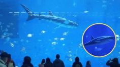 Un acuario se ve envuelto en polémica al descubrirse que su atracción principal, un tiburón ballena, es un robot