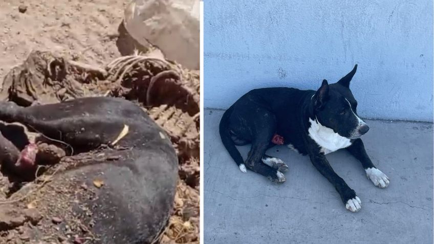 Cementerio de Mascotas “Desatendido” en La Paz BCS