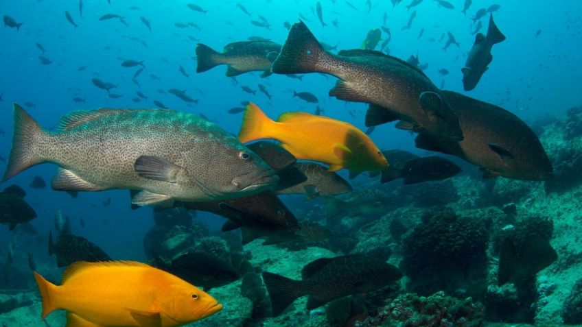 Semarnat revisa autorización de proyecto en Cabo Pulmo para garantizar la protección del ecosistema