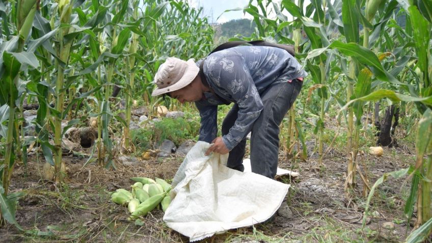 Reabren el registro para que productores no queden sin el apoyo a la comercialización del maíz