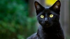 Conoce las razas de gatos negros, según especialistas