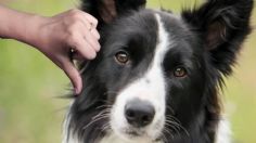 El border collie no va más: esta es la nueva raza de perro más inteligente del mundo