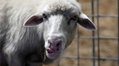 ¿Por qué están apareciendo ovejas y cabras con lengua azul?