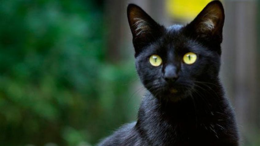 Conoce las razas de gatos negros, según especialistas