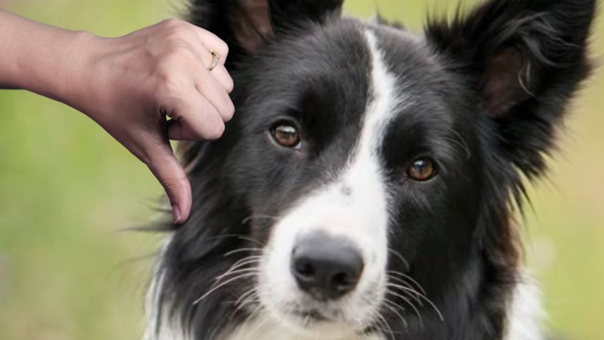 El border collie no va más: esta es la nueva raza de perro más inteligente del mundo