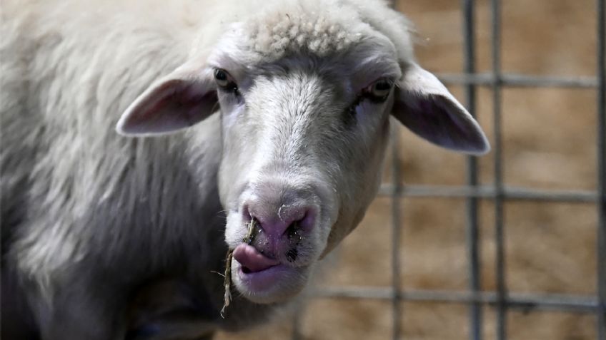 ¿Por qué están apareciendo ovejas y cabras con lengua azul?