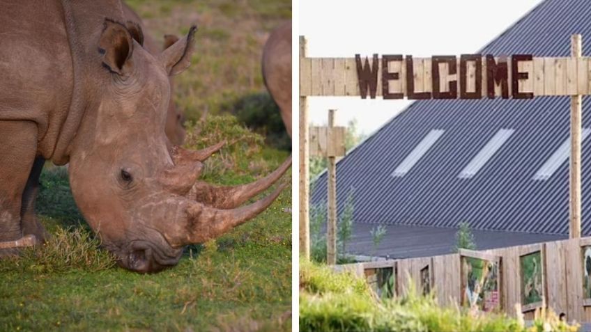 Este es el peor zoológico del mundo donde murieron más de 500 animales | IMÁGENES FUERTES