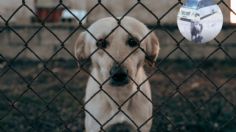 Perrito es arrastrado por un sujeto con su caballo en Guanajuato, piden ayuda para detenerlo: VIDEO