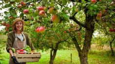 Descubre los árboles frutales que no debes tener en tu huerto casero o jardín