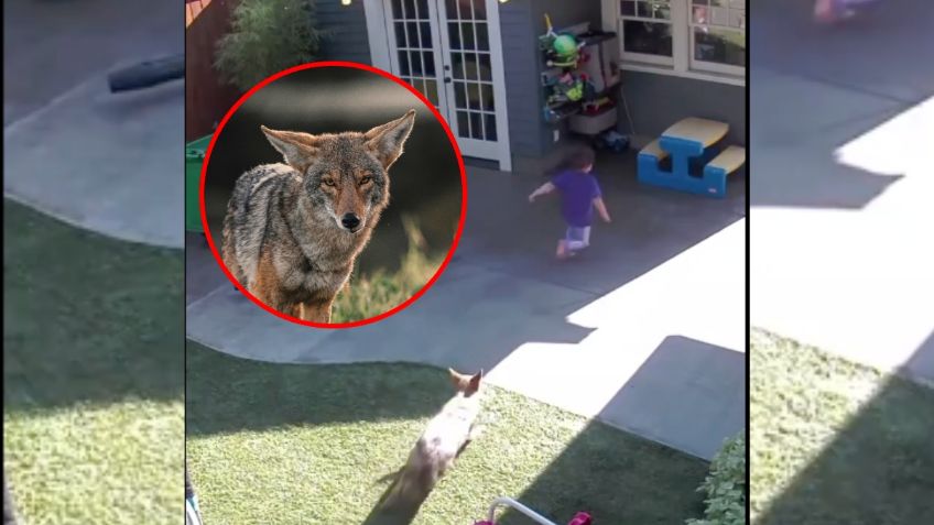 VIDEO VIRAL: un coyote persigue a una niña de 4 años por el patio de su casa, la salva una mesa de juguete