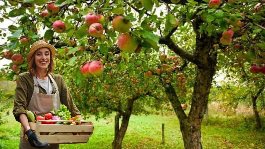 Descubre los árboles frutales que no debes tener en tu huerto casero o jardín