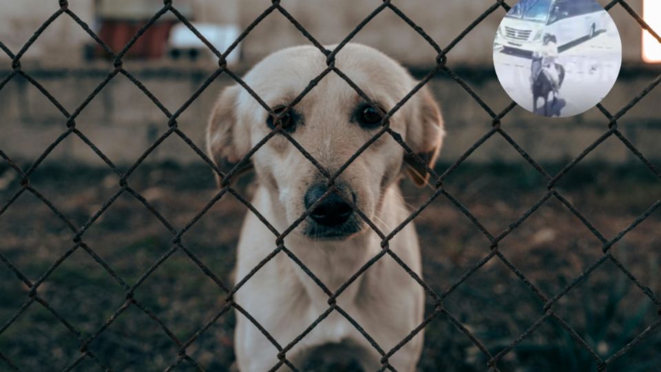 Imagen referencial de un perrito triste por estar encerrado.