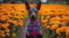 Día de Muertos 2024: ¿por qué se dice que el xoloitzcuintle es quien guía a las almas hacia el Mictlán?