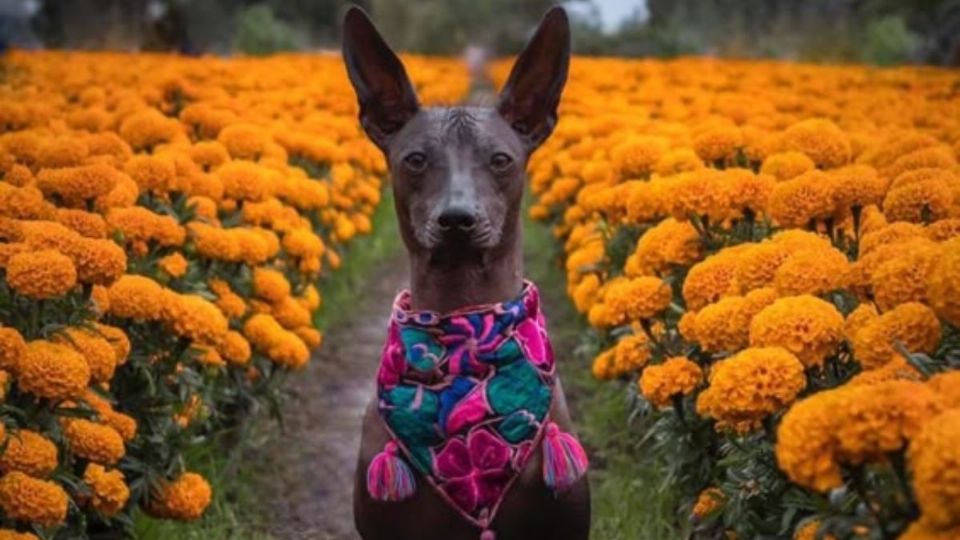 Este perro ha protagonizado muchas leyendas a lo largo de la historia.